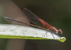 Hetaerina rosea