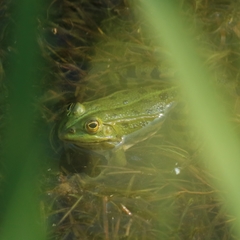 Pelophylax lessonae