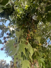 Platanus × hispanica