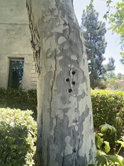 Platanus × hispanica