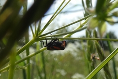 Cercopis vulnerata