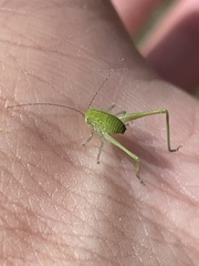 Amblycorypha rotundifolia