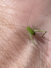 Amblycorypha rotundifolia