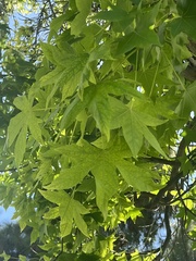 Liquidambar