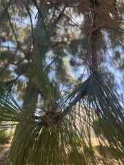 Pinus canariensis