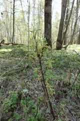 Ribes spicatum hispidulum