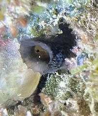 Phallusia fumigata
