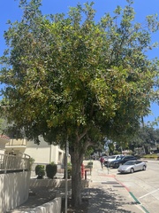 Cupaniopsis anacardioides