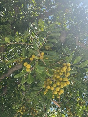 Cupaniopsis anacardioides