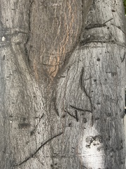 Cupaniopsis anacardioides