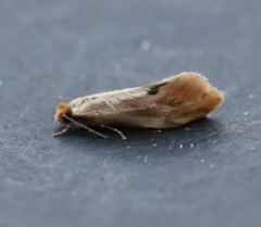 Tinea semifulvella