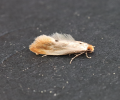 Tinea semifulvella