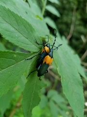 Desmocerus palliatus