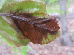 Xylella fastidiosa