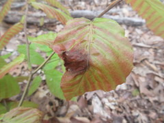 Xylella fastidiosa