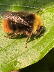 Bombus pratorum