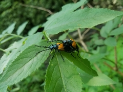 Desmocerus palliatus