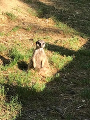 Suricata