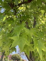 Liquidambar styraciflua