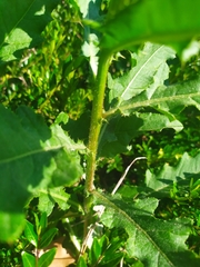 Cirsium arvense