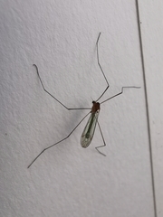 Coquillettidia perturbans