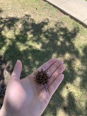 Liquidambar styraciflua