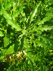 Cirsium arvense