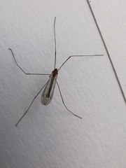 Coquillettidia perturbans