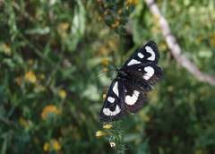 Alypia mariposa