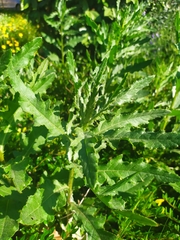 Cirsium arvense