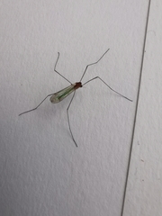 Coquillettidia perturbans