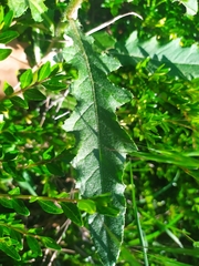 Cirsium arvense