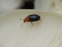 Triplax thoracica