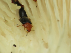 Triplax thoracica