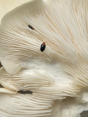Triplax thoracica