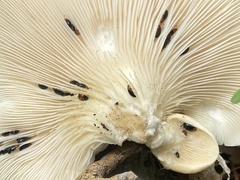 Triplax thoracica