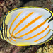 Ornate Butterflyfish - Photo (c) François Libert, some rights reserved (CC BY-NC-SA)