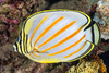 Ornate Butterflyfish - Photo (c) François Libert, some rights reserved (CC BY-NC-SA)