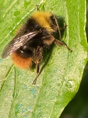 Bombus pratorum