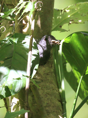 Thamnophilus atrinucha