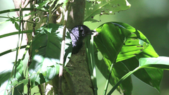 Thamnophilus atrinucha