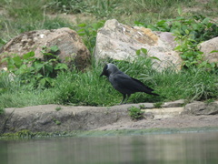 Corvus monedula