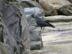 Corvus monedula