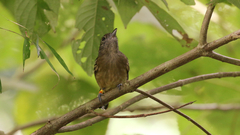 Thamnophilus atrinucha