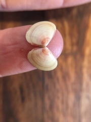 Tellina nuculoides