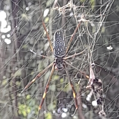 Trichonephila clavipes