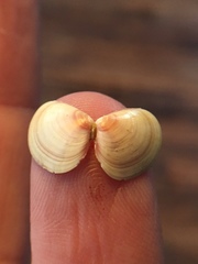 Tellina nuculoides
