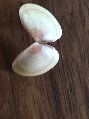 Tellina nuculoides