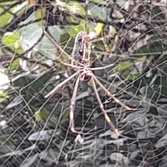 Trichonephila clavipes