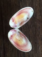 Tellina nuculoides